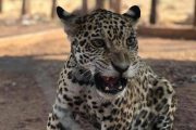 Por primera vez llega un jaguar al Centro de Fauna de Corpocesar