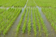 En 2020, la meta del Plan de Ordenamiento de la Producción de Arroz es sembrar 531.413 hectáreas