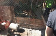 En el municipio de La Paz, rescatados un tigrillo y cuatro animales silvestres
