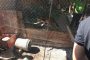 En el municipio de La Paz, rescatados un tigrillo y cuatro animales silvestres