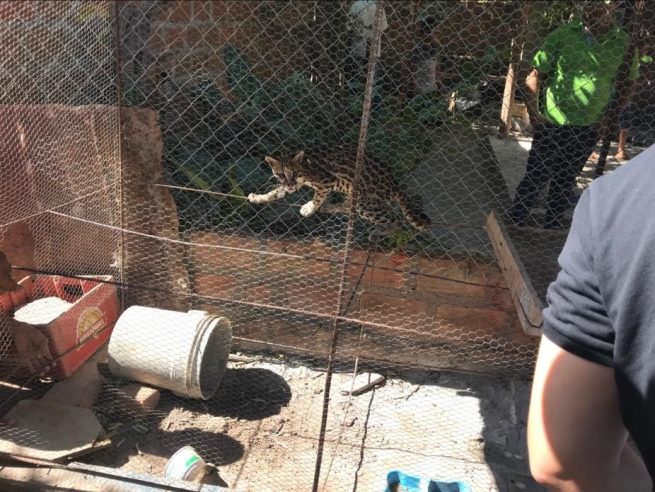 En el municipio de La Paz, rescatados un tigrillo y cuatro animales silvestres