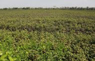 Estas son las medidas para ayudar a productores afectados por altas temperaturas y heladas