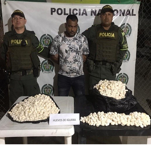 Con más de 15.840 huevos de iguana, capturada una persona en Bosconia