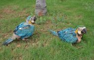 En el Centro de Fauna Silvestre de Corpocesar, nacen dos polluelos de guacamayas