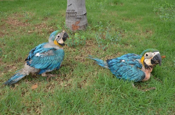 En el Centro de Fauna Silvestre de Corpocesar, nacen dos polluelos de guacamayas