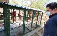 El llamado de Corpocesar a denunciar tráfico de especies silvestres