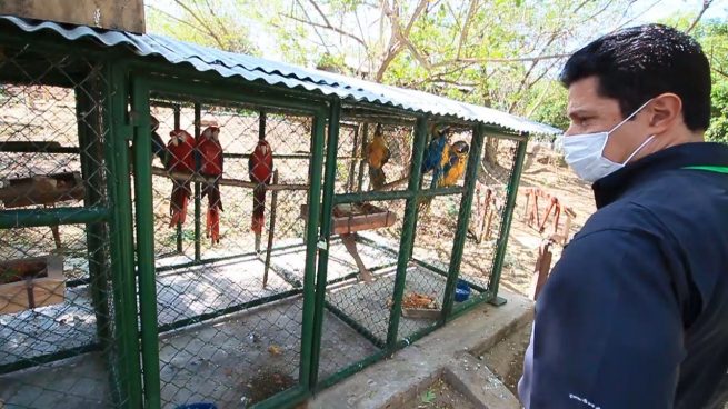 El llamado de Corpocesar a denunciar tráfico de especies silvestres