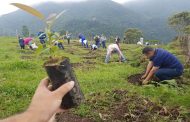 Las 33 Corporaciones Autónomas Regional del país aportarán el 58 % de árboles en la Gran Sembratón