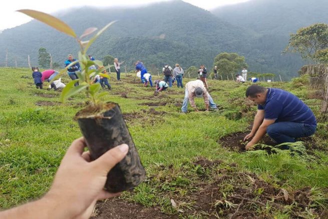 Las 33 Corporaciones Autónomas Regional del país aportarán el 58 % de árboles en la Gran Sembratón