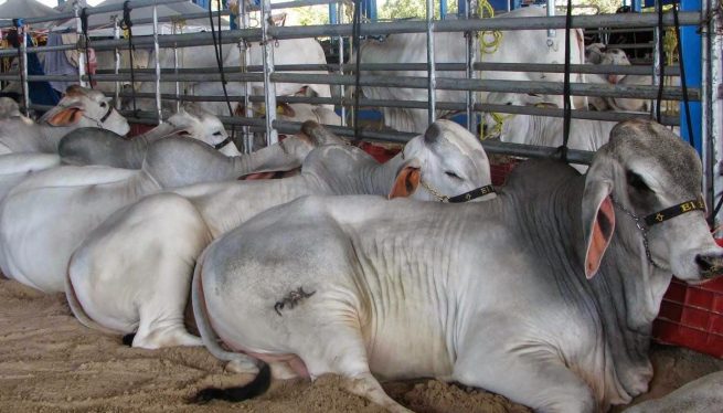 Minagricultura anuncia que Colombia está libre de fiebre aftosa