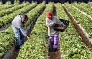 El BanAgrario aclara información con respecto a las deudas de los pequeños productores