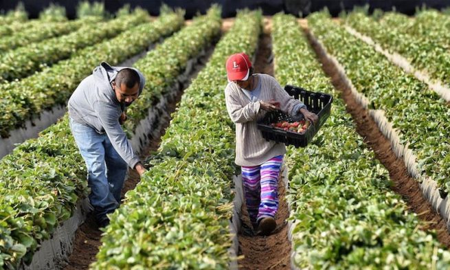 El BanAgrario aclara información con respecto a las deudas de los pequeños productores