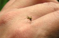 El dengue uno de los 13 desafíos que amenazan la salud del planeta