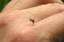 El dengue uno de los 13 desafíos que amenazan la salud del planeta