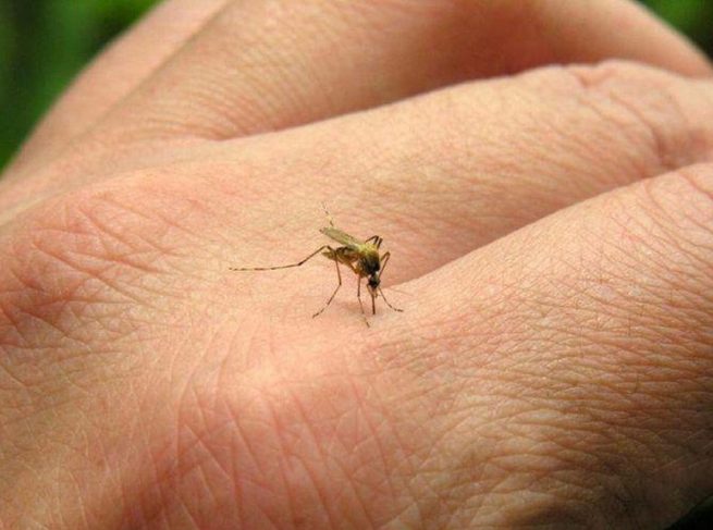El dengue uno de los 13 desafíos que amenazan la salud del planeta