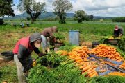 Precios mundiales de los alimentos suben por cuarto mes consecutivo: FAO