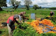 Precios mundiales de los alimentos suben por cuarto mes consecutivo: FAO