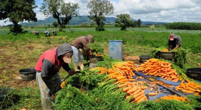 Precios mundiales de los alimentos suben por cuarto mes consecutivo: FAO
