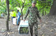 Ejército, comprometido en el control al tráfico y tenencia ilegal de fauna silvestre