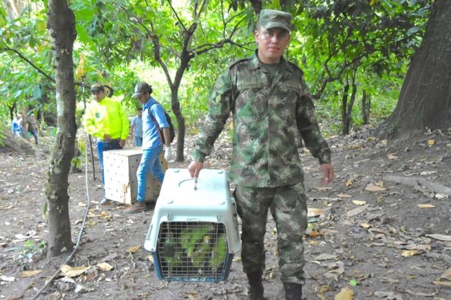 Ejército, comprometido en el control al tráfico y tenencia ilegal de fauna silvestre