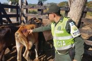 La Polfa incautó ganado de contrabando en el Cesar