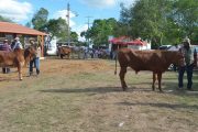 El ICA no autorizará nuevos eventos de concentración ganadera en el país