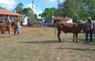 El ICA no autorizará nuevos eventos de concentración ganadera en el país