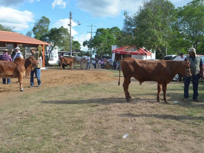 El ICA no autorizará nuevos eventos de concentración ganadera en el país