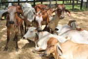 Se abrió el primer paso para la reapertura total del mercado de carne bovina colombiana a Rusia
