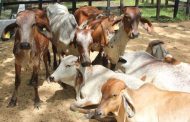 Se abrió el primer paso para la reapertura total del mercado de carne bovina colombiana a Rusia