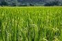 El llamado a productores para registrar su intención de siembra de arroz para el 2020