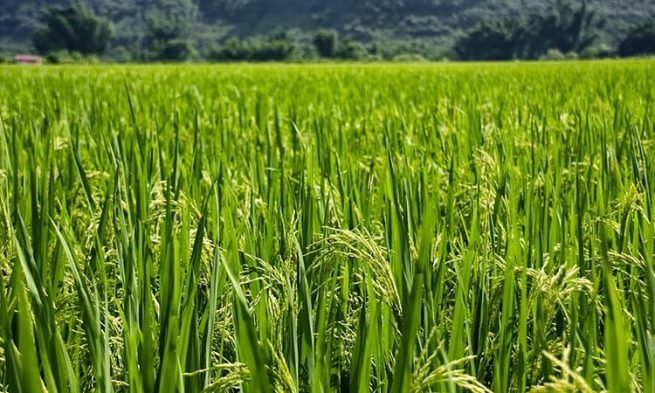 El llamado a productores para registrar su intención de siembra de arroz para el 2020
