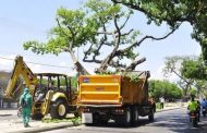 Arbolado en Valledupar es intervenido