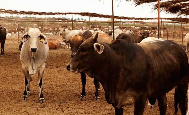 Adelantan vigilancia en predios ganaderos para mantener el estatus de país libre de fiebre aftosa con vacunación