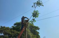 Caída de árbol sobre línea afectó servicio de energía en Curumaní y Chiriguaná