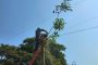 Caída de árbol sobre línea afectó servicio de energía en Curumaní y Chiriguaná