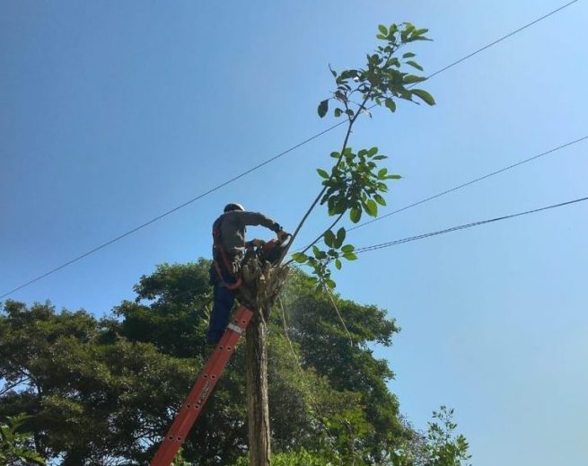Caída de árbol sobre línea afectó servicio de energía en Curumaní y Chiriguaná