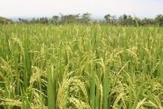 Hasta el 30 de mayo se amplió el plazo para registro de intención de siembra de arroz