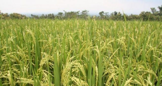 Hasta el 30 de mayo se amplió el plazo para registro de intención de siembra de arroz