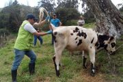 Harán muestreo de vigilancia en predios ganaderos para mantener el estatus de país libre de fiebre aftosa con vacunación