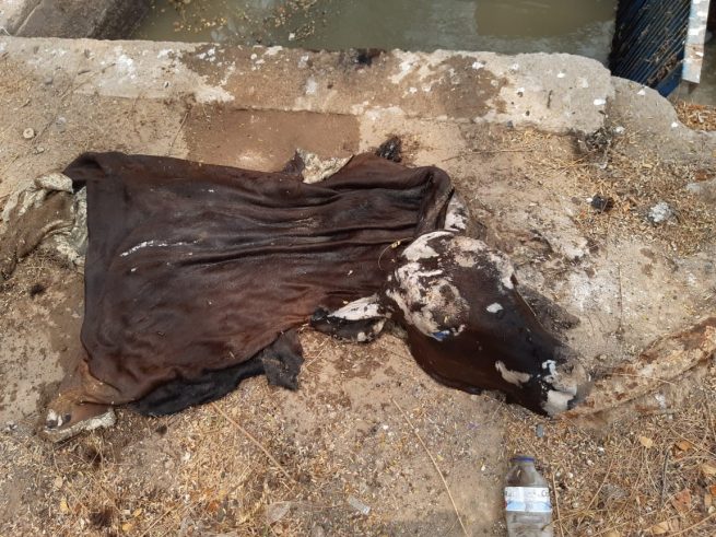 ¡Qué horror! Encuentran cabeza de un ternero en las Redes de Alcantarillado en la Planta de Tratamiento de Aguas
