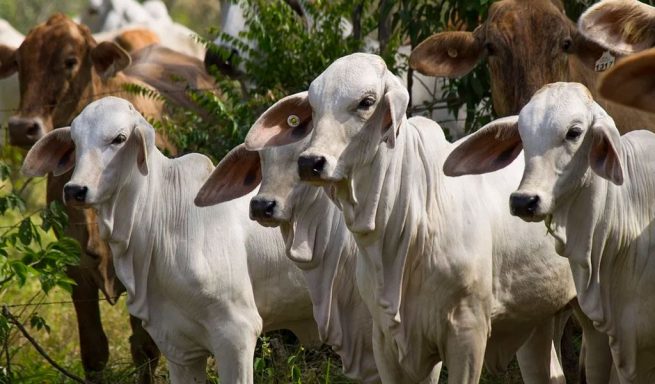 El ICA Cesar desmiente que en Valledupar haya brotes de fiebre aftosa