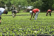 Estas son las recomendaciones para proteger la salud de productores del campo