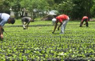 Estas son las recomendaciones para proteger la salud de productores del campo