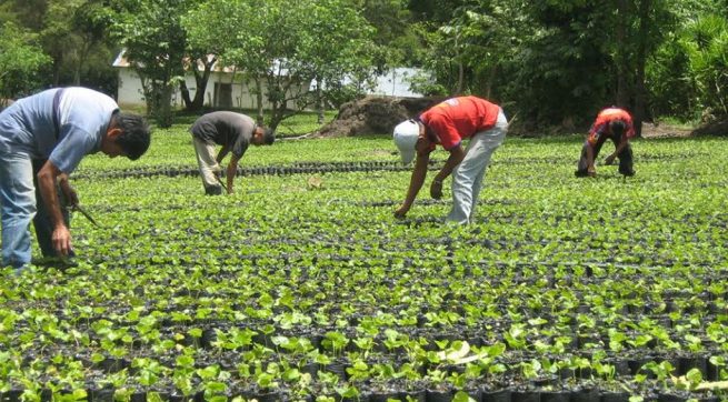 Estas son las recomendaciones para proteger la salud de productores del campo
