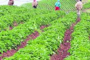 Contraloría alerta sobre concentración de créditos subsidiados para el agro en emergencia por Covid-19
