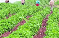 Contraloría alerta sobre concentración de créditos subsidiados para el agro en emergencia por Covid-19