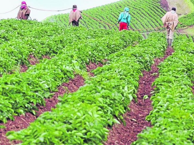 Contraloría alerta sobre concentración de créditos subsidiados para el agro en emergencia por Covid-19