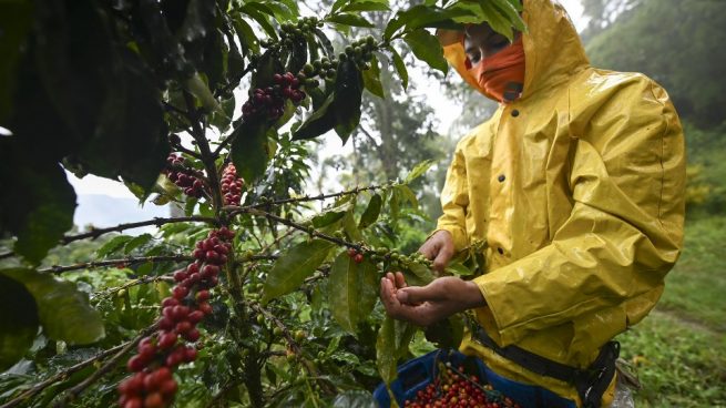 Mayores de 60 años no deberán salir de fincas caficultoras