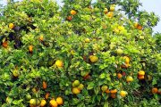¿Qué es la Naranja agria o amarga?